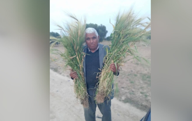 في تجربة جديدة: الفلاح محمد العباسي ينجح في إنتاج 144 سنبلة من الشعير البلدي من بذرة واحدة