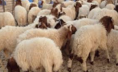 Aïd Al-Adha : L'État annonce un encadrement des prix des moutons
