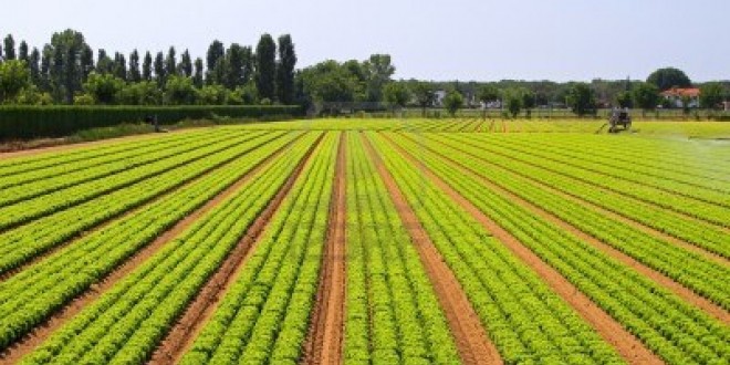 ينطلق الموسم الفلاحي المقبل: خبراء يؤكدون أهمية التعداد العام للفلاحة 