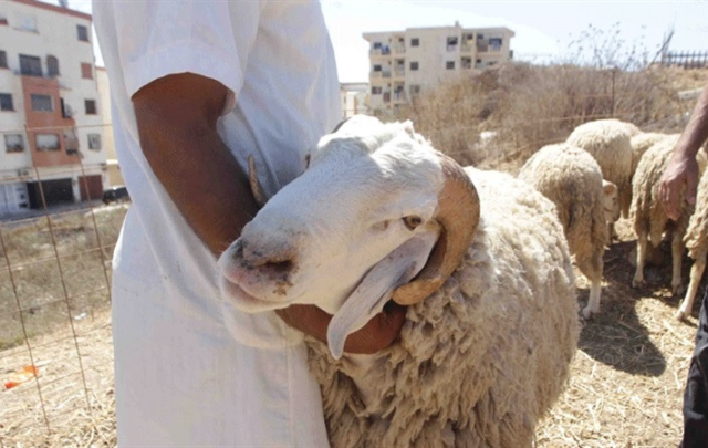 قرى الأطفال "س و س" تُطلق حملة لشراء خروف العيد