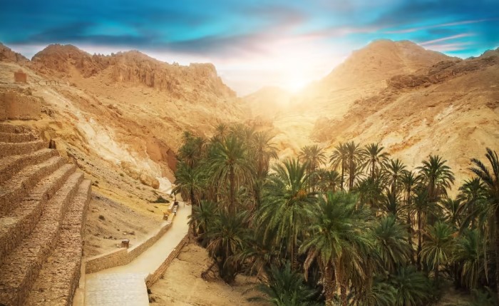 توزر:  تلقيح أكثر من 12 مليون عرجون نخيل وانطلاق التزود بمادة "البخارة" لمداواة "عنكبوت الغبار"