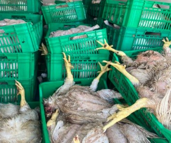سوسة: حجز 915 كغ من الدجاج الفاسد