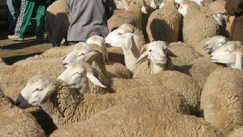 توزر وفرة في الاضاحي و سعر أقل