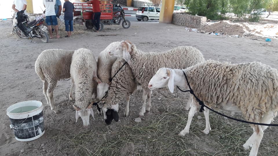 توفر العدد من الكافي من الاضاحي بولاية قفصة خلال السنة الجارية مع تسجيل تراجع في الاسعار مقارنة بالعام الماضي 