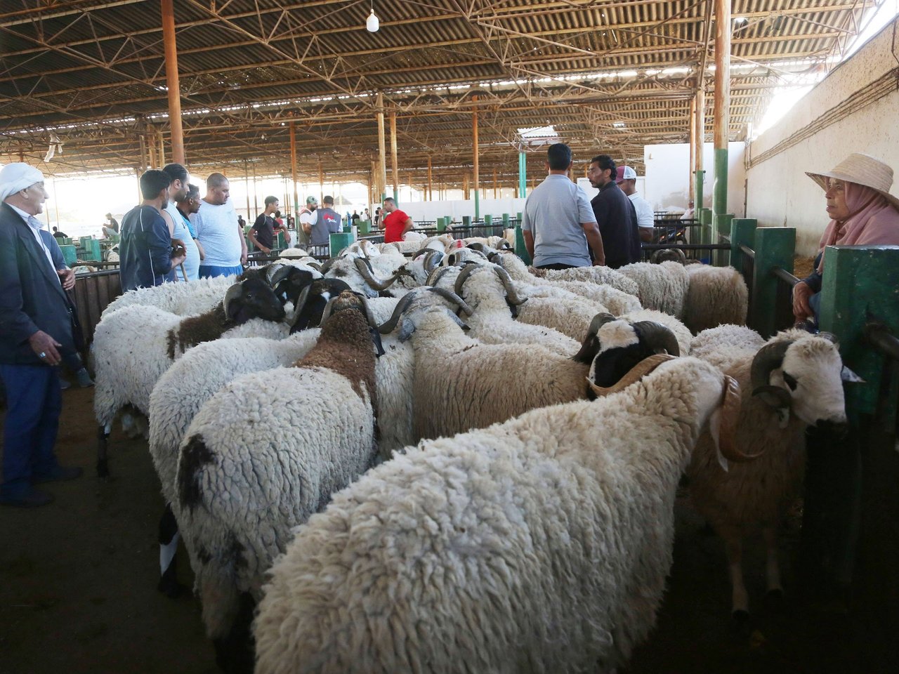 تحديد السعر المرجعي لأضاحي العيد لهذا العام ب 21.900 د للكلغ الحي بنقاط البيع المنظّمة (المجمع المهني المشترك للحوم الحمراء والألبان)