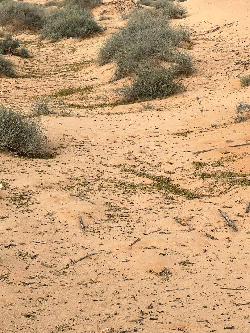 إلى غاية 16 ماي.. مُداواة 11875 هكتارا ضدّ الجراد الصحراوي