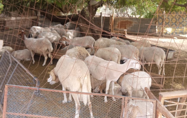 منوبة: حوالي 21247 أضحية للعيد