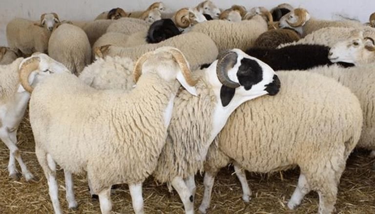 المندوب الجهوي للتّنمية الفلاحية بمدنين : متوفّرات الجهة من الأضاحي تفوق حاجيّاتها