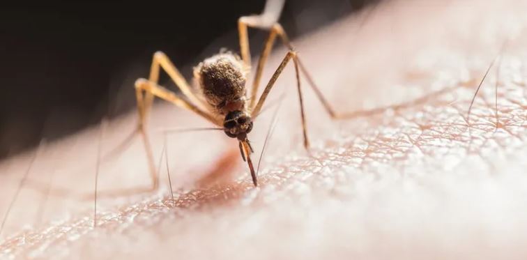 بريطانيا ترصد فيروس غرب النيل لأول مرة في بعوض