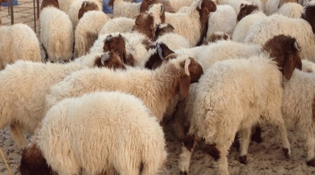 عضو بالمكتب التنفيذي لاتحاد الفلاحين: الأضاحي متوفرة وتم تسهيل الإجراءات للفلاحين للتوجه مباشرة إلى المستهلك