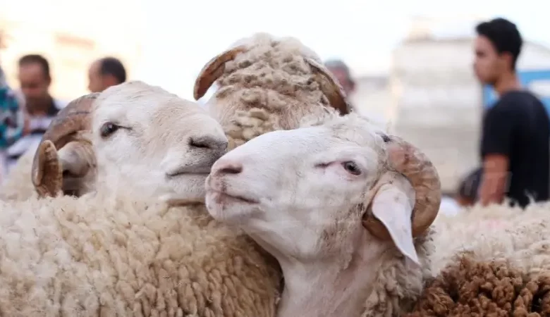  بلدية جربة حومة السوق تخصص سوقا لبيع الاضاحي وتمنع البيع خارجها