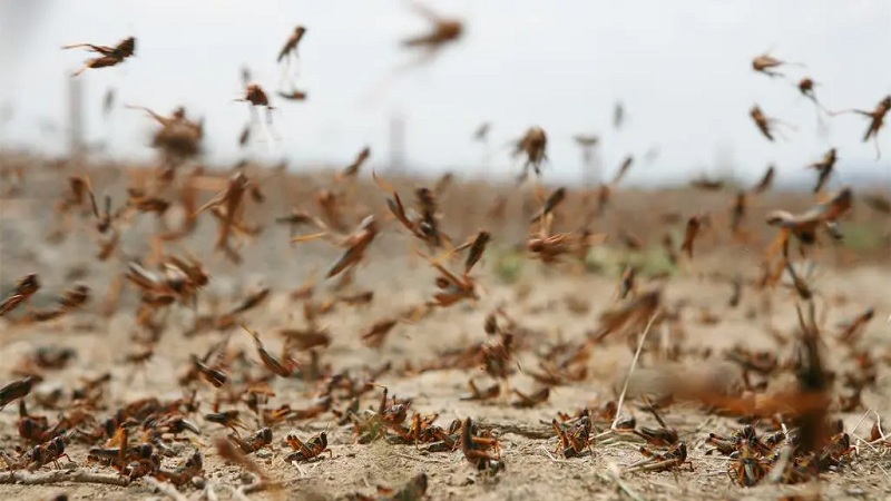 المندوبية الجهوية للتنمية الفلاحية بتوزر: الجراد الموجود في بعض المناطق محلي وبأعداد قليلة 