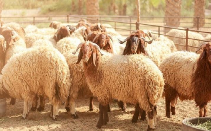 وزير التجارة يعاين استعدادات شركة اللحوم لتركيز نقطة بيع الأضاحي بالميزان