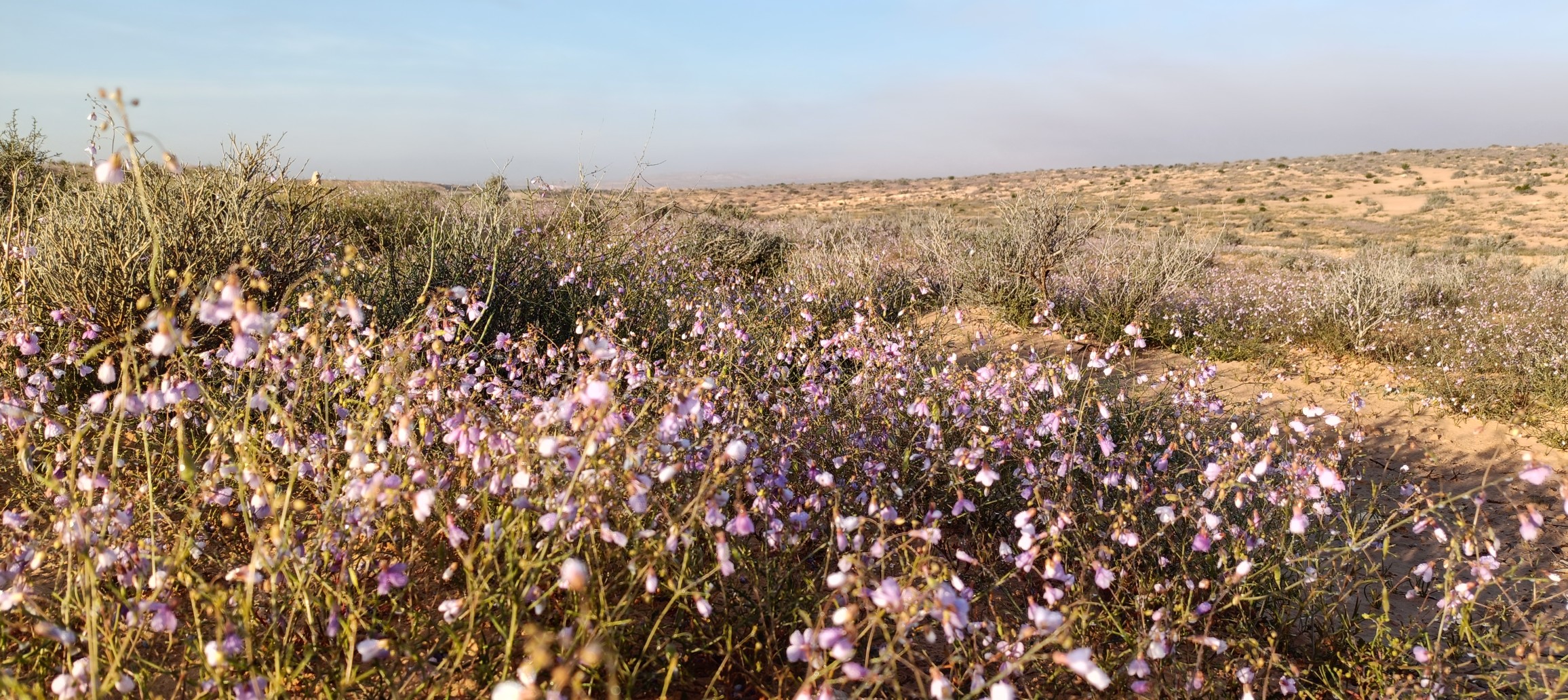 ضرورة المحافظة على المناطق الرطبة من اجل ضمان  التنوع البيئي والثروات الطبيعية وخاصة الطيور المهاجرة 