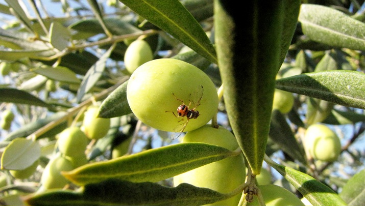 مدنين: انطلاق حملة مداواة ذبابة الزيتون غدا الإثنين