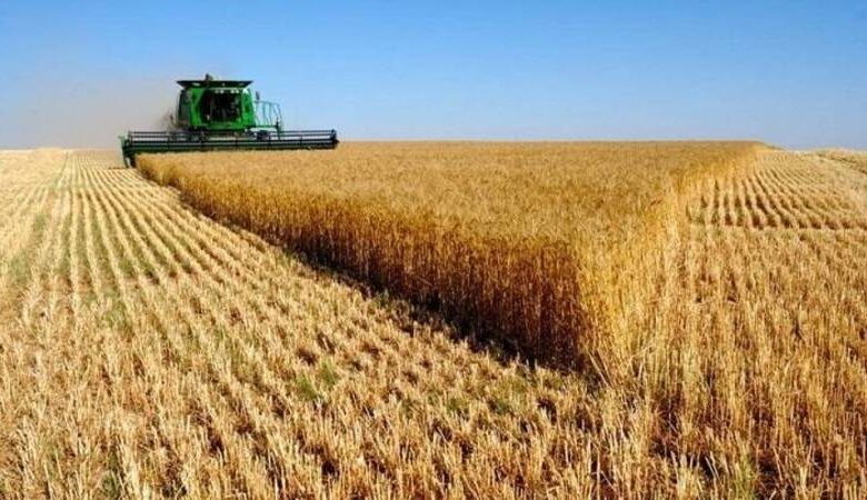 استعدادات حثيثة لتأمين موسم حصاد 2025 وإنجاحه في ظلّ بوادر صابة وفيرة