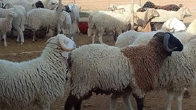 الأضاحي 