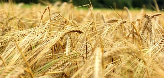 الكاف: اتحاد الفلاحة يدعو إلى تأخير موعد الانتفاع بمنحة التسليم السريع للشعير