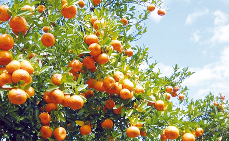 ارتفاع نسبة تصدير القوارص بـ 46%