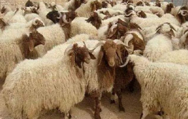 منوبة: فريق بيطري قار بنقطة بيع الأضاحي بالميزان في السعيدة