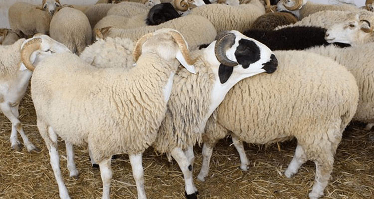 باجة: افتتاح ثلاث نقاط بيع أضاحي العيد بالميزان وسط استحسان المواطنين 
