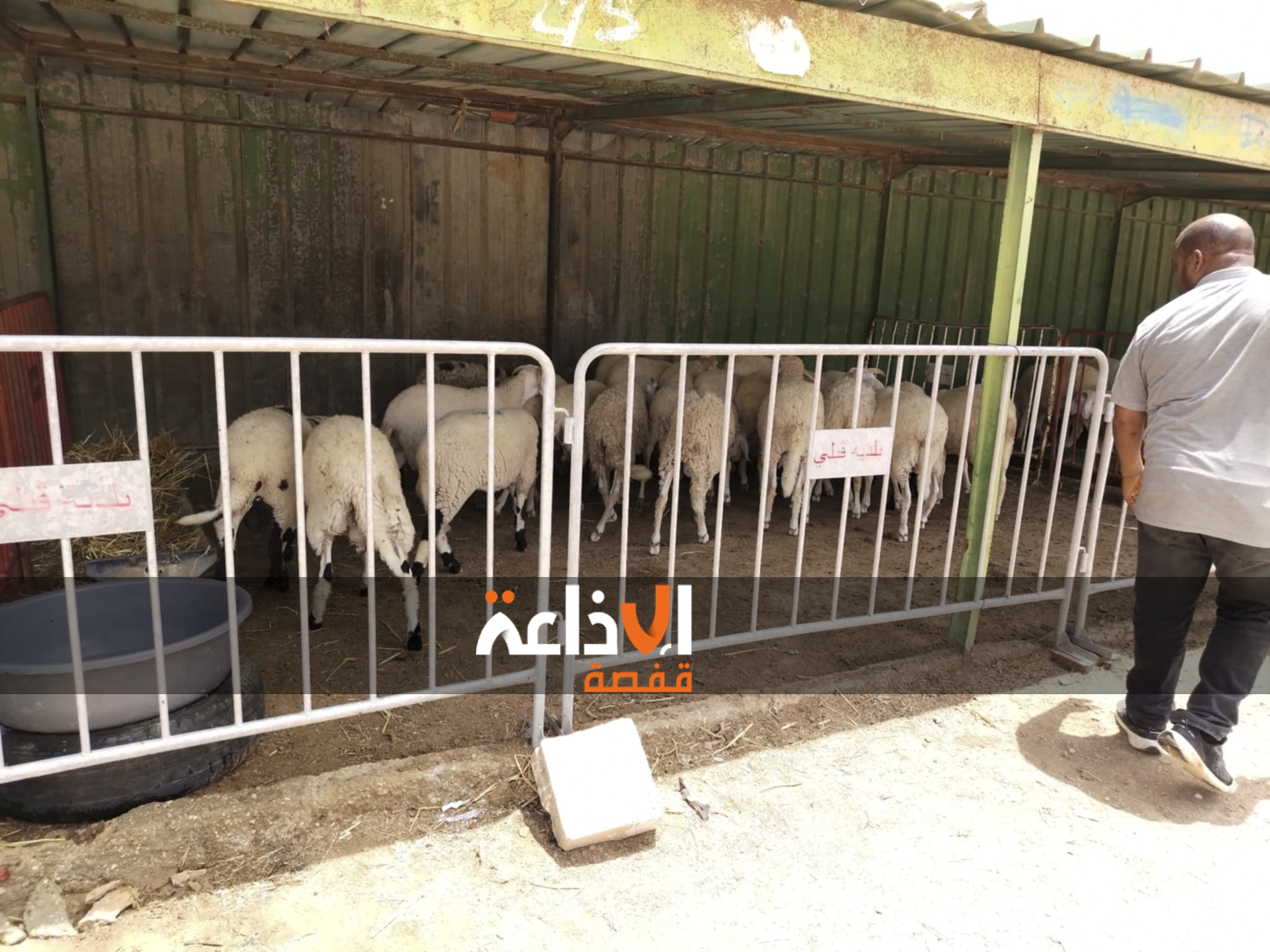مع اقتراب عيد الأضحى المبارك : تركيز نقطة بيع من المنتج إلى المستهلك  بولاية قبلي و المواطنون يتحدثون عن غلاء أسعار الأضاحي  