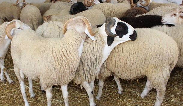 الجمعية التونسية لقرى الأطفال "أس وأ س" تطلق حملة تبرع لشراء أضحية العيد