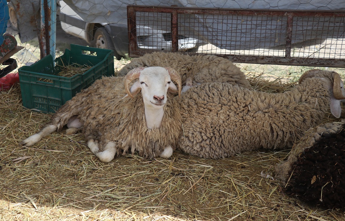 قفصة: توفّر 59 ألفا و500 رأس من الأضاحي