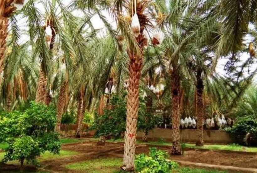 توزر : دعم المنظومة الواحية لخلق سياحة ايكولوجية مستدامة