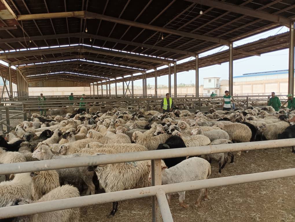 تطاوين : تركيز نقاط لبيع الأضاحي ابتداء من يوم الخميس القادم