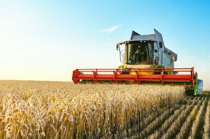 القصرين: توقعات بحصاد أكثر من 650 ألف قنطار من الحبوب