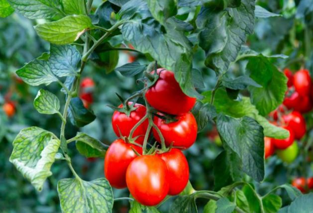 نابل: تضرر مساحات من الطماطم بسبب انتشار الفطريات