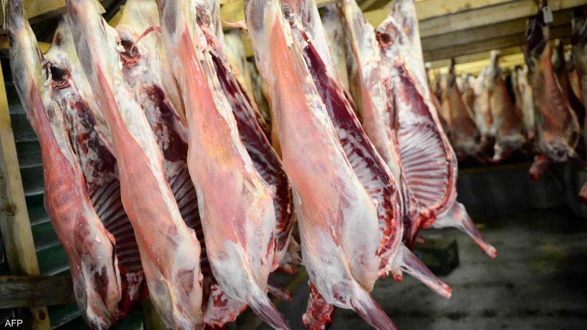اليوم انطلاق عمليات بيع لحم الخروف الروماني المبرد بعدد من جهات البلاد