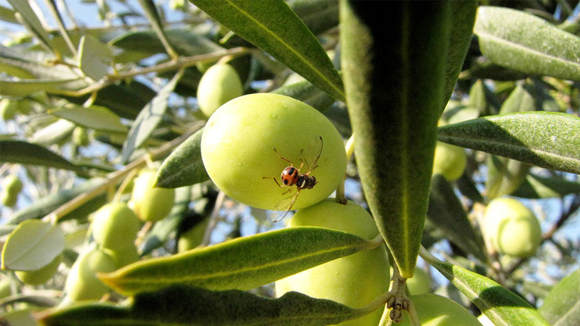 مدنين: انطلاق المرحلة الثانية من حملة مداواة ذبابة الزيتون