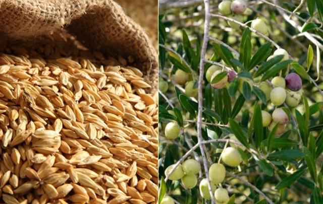 اقتراح برنامج لإدارة المخاطر التي تعترض منظومتي الحبوب والزياتين في تونس