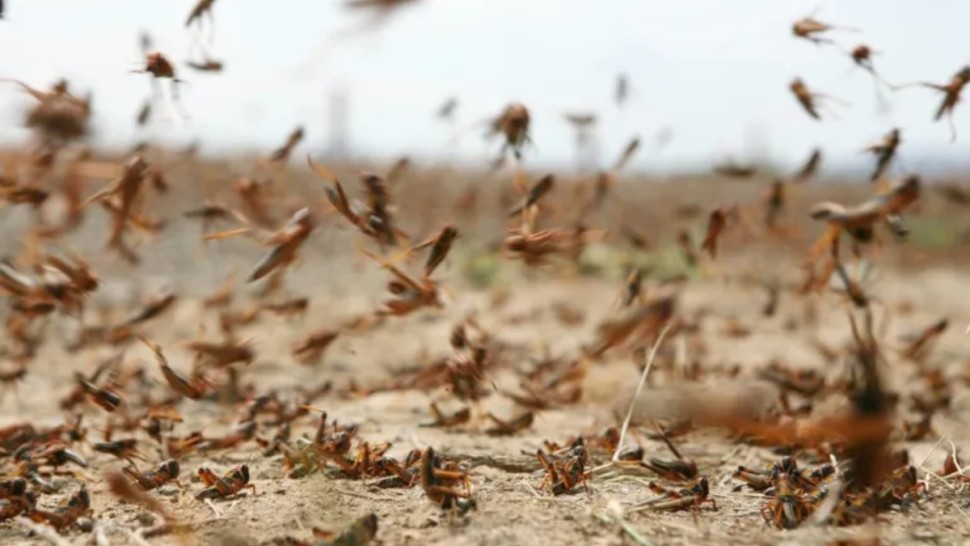 تطاوين: مداواة الجراد الصحراوي على مساحة 5140 هكتارا  خلال 3 أشهر