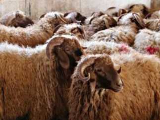 المصالح البيطرية بوزارة الفلاحة تقدم جملة من التوصيات لضمان سلامة الأضحية