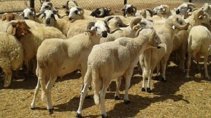 حجز حوالي 745 راس غنم بقيمة تجاوزت 891 ألف دينار لغرض المضاربة والاحتكار خلال فترة عيد الأضحى