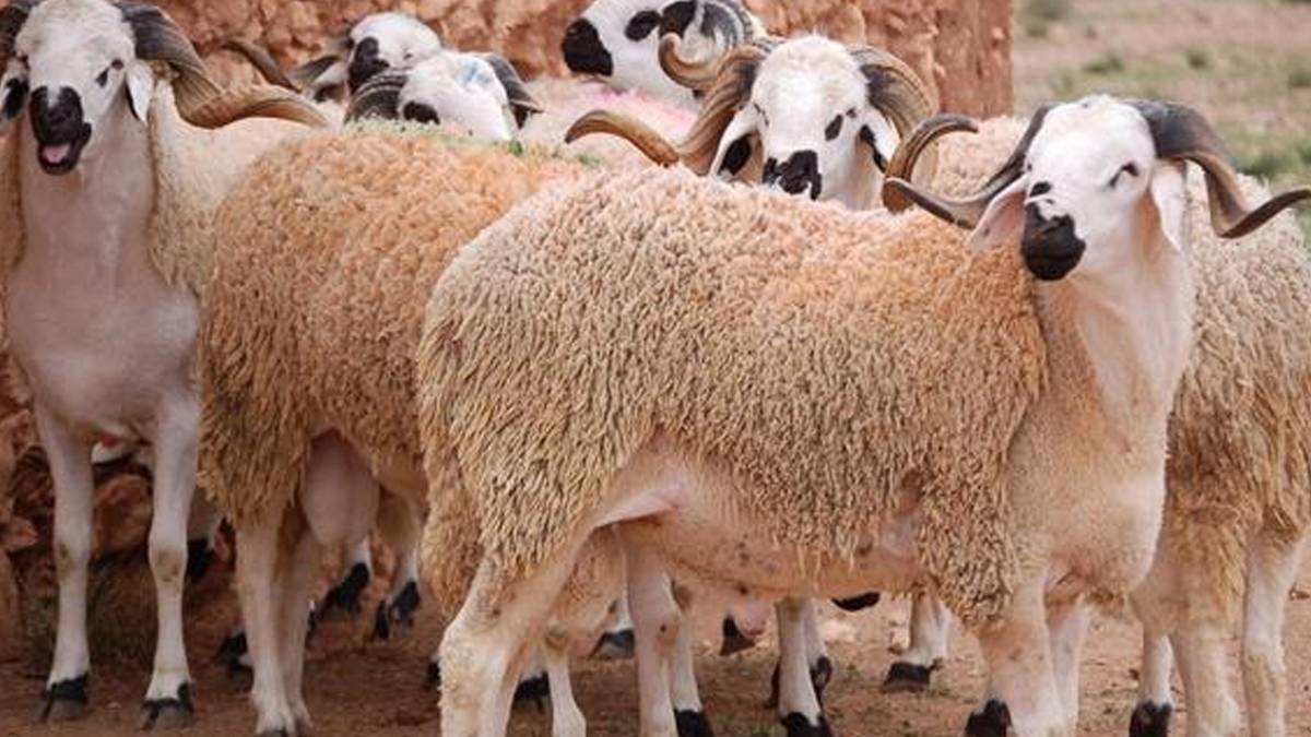 حجز حوالي 745 راس غنم بقيمة تجاوزت 891 ألف دينار لغرض المضاربة والاحتكار خلال فترة عيد الأضحى