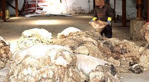 جمعية تونس نظيفة: حملة تجميع جلود الاضاحي لم تتمكن من جمع سوى 20 بالمائة من الجلود