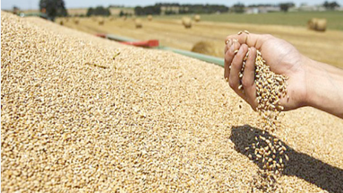 Céréales et oléiculture en Tunisie : Une étude révèle des vulnérabilités économiques alarmantes