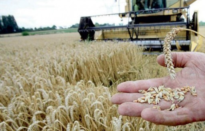 اليوم الانطلاق الرسمي لموسم الحصاد بولاية المهدية وسط توقعات بزيادة تقدر بـ 35 %