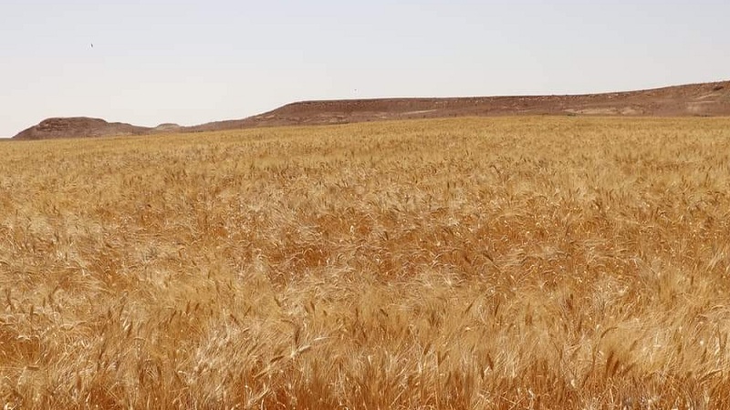 تطاوين: توقّعات بتسجيل إنتاج مشجّع للحبوب المروية خلال الموسم الحالي رغم محدودية المساحات