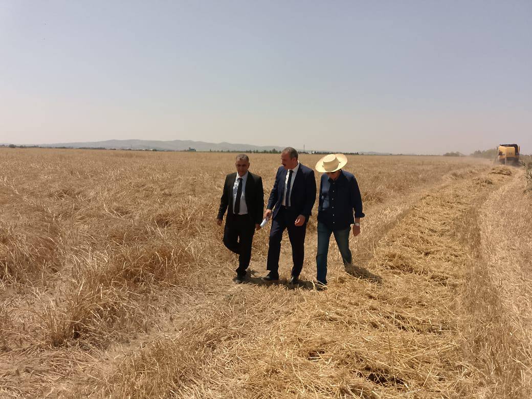 أريانة: انطلاق موسم الحصاد وسط تقديرات بإنتاج حوالي 220 ألف قنطار من الحبوب