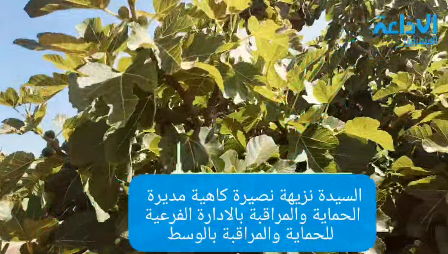 المهدية/الغضابنة: ذبابتان وراء اختفاء فاكهة البيثر.