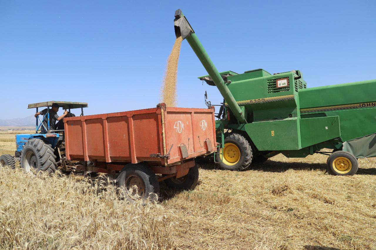 نابل: انطلاق موسم الحصاد وسط توقّعات بتجميع حوالي مليون و144 ألف قنطار من الحبوب