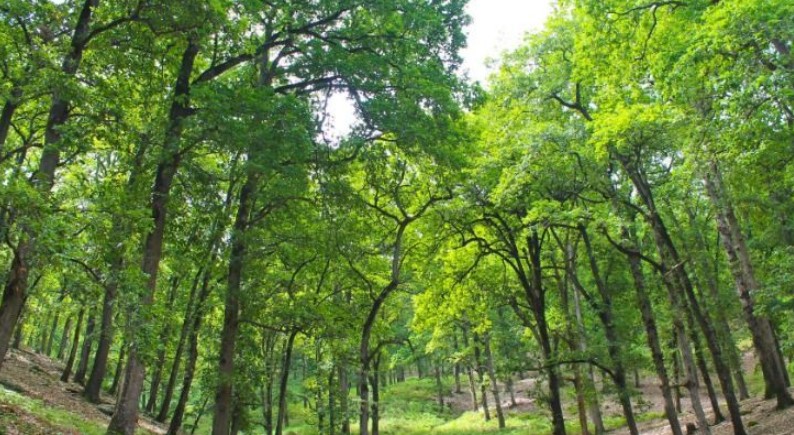 جندوبة: والي الجهة يدعو إلى تكثيف جهود حماية الثروة الغابية من الحرائق خلال صائفة 2025