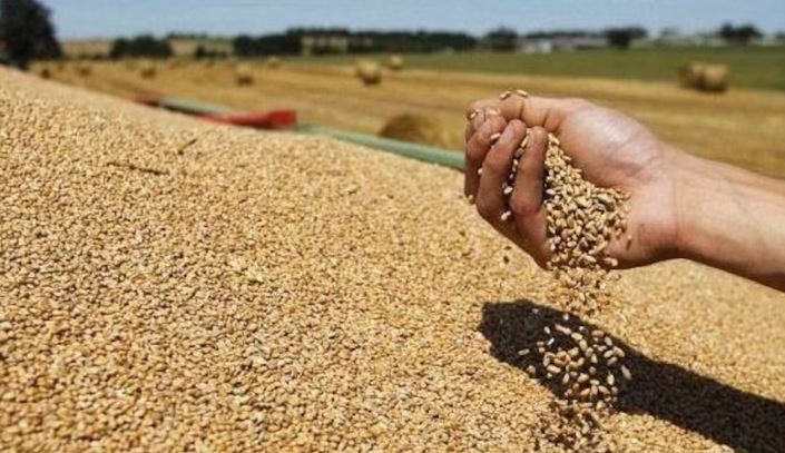 سليانة: كميات الحبوب المجمعة بلغت 283 ألف قنطار إلى حدود اليوم الجمعة