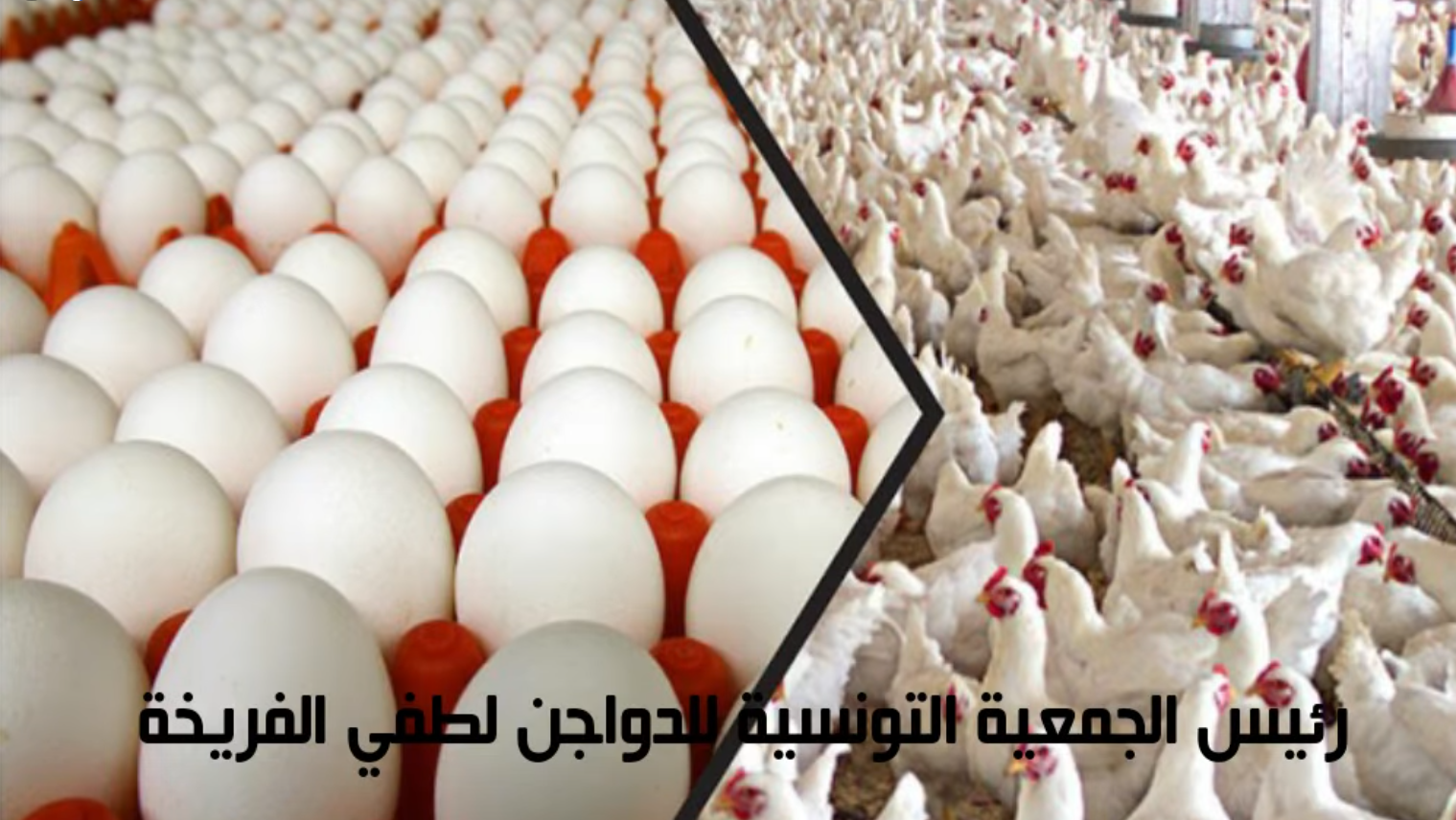 الجمعية التونسية للدواجن تنظم يوما علميا وطنيا بمشاركة اغلب المتدخلين في قطاع الدواجن. 