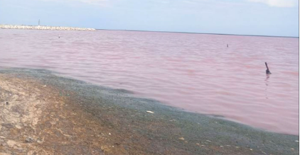 Marée rouge à Monastir : Une prolifération d'algues toxiques provoque une hécatombe de poissons